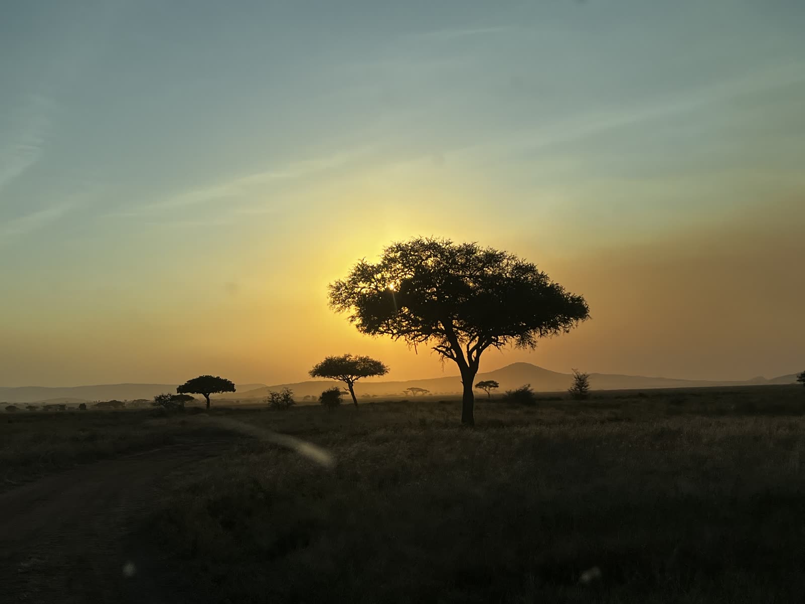 Acacia bij zonsondergang op de Serengeti