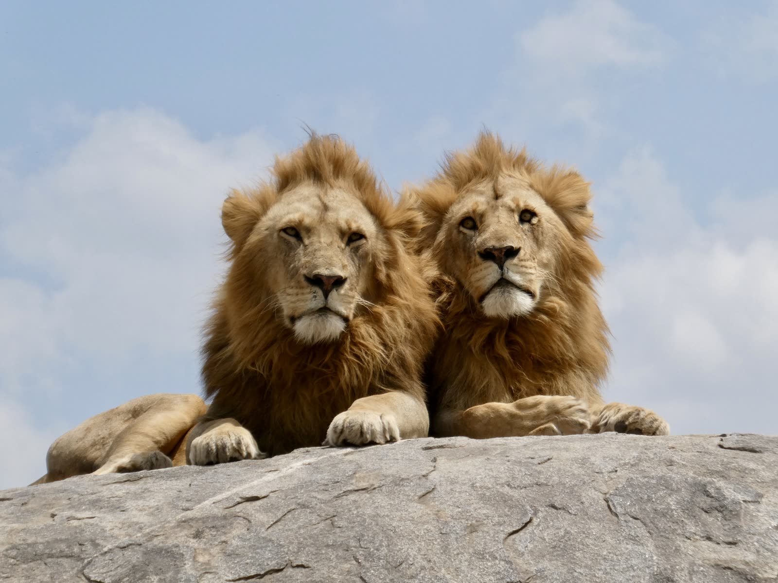Twee leeuwen op een rots in de Serengeti